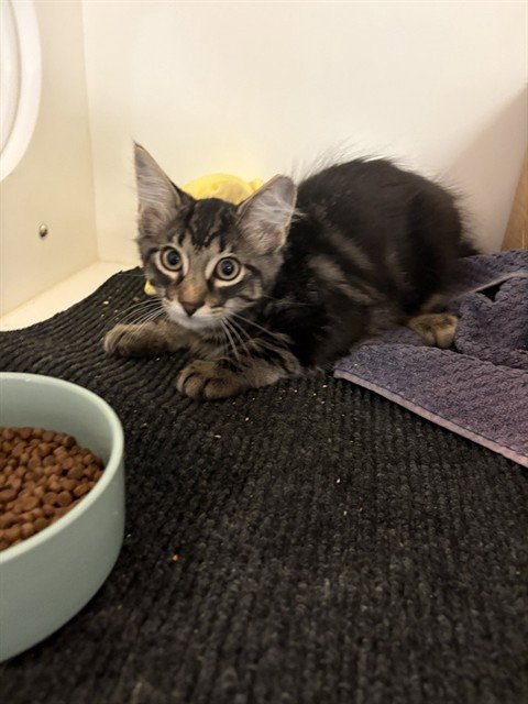 MEOWCARON - Domestic Short Hair available for adoption