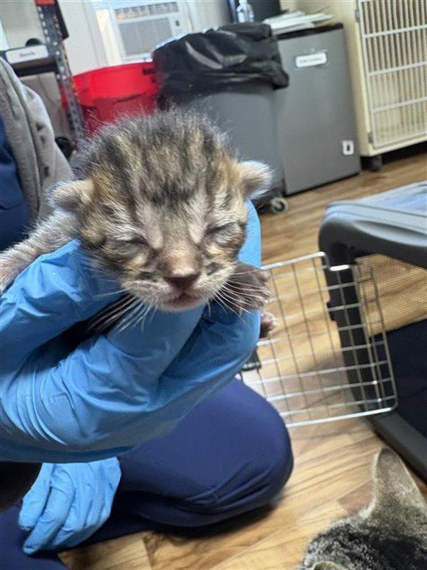 *FINCH - Domestic Short Hair available for adoption