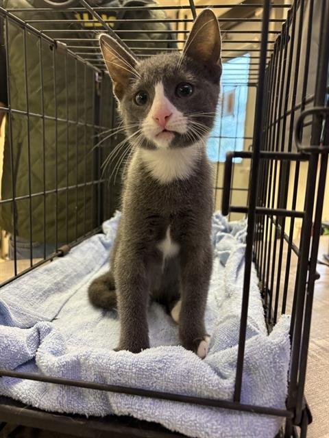 GRIS - Domestic Medium Hair for adoption in Sugar Land
