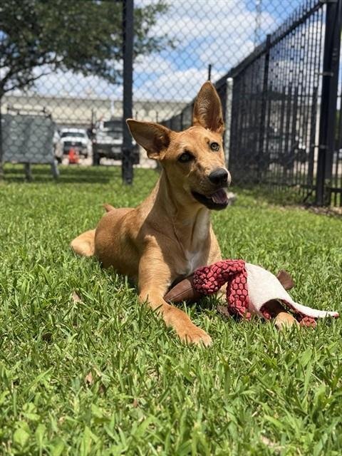 CAROLINE - Black Mouth Cur / Carolina Dog for adoption in Sugar Land