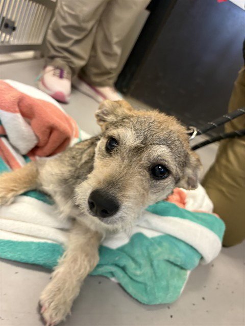 DELPHINE - Wheaten Terrier available for adoption