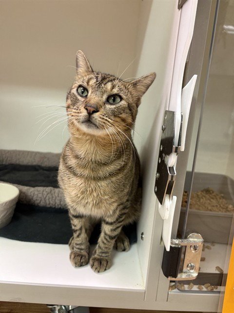 HUNTINGTON - Domestic Short Hair for adoption in Sugar Land