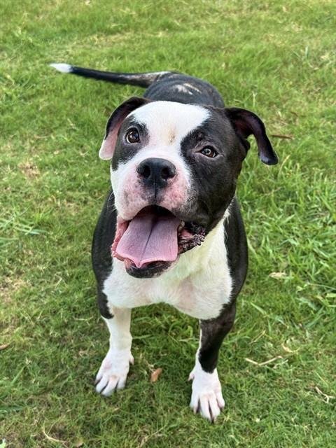 SELMA BOUVIER - Pit Bull Terrier for adoption in Sugar Land