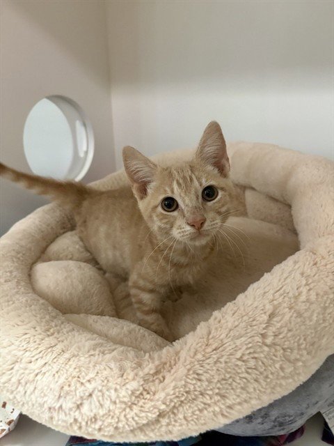BINGO - Domestic Short Hair available for adoption