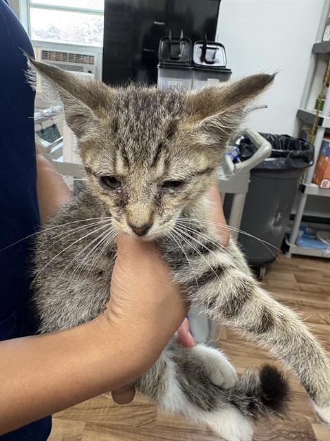 FALCAO - Domestic Medium Hair for adoption in Sugar Land