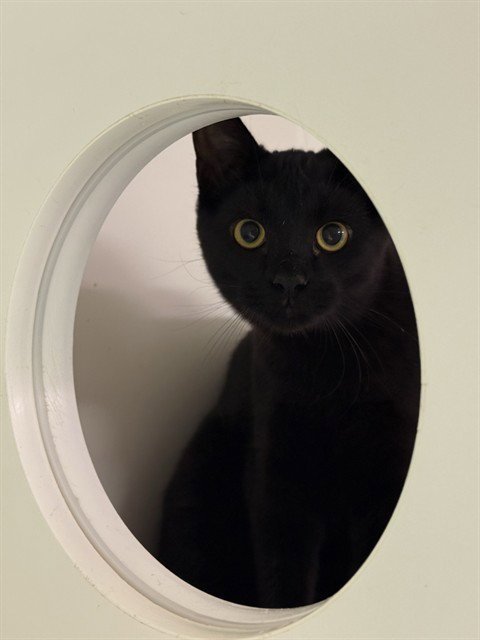 LUNAR - Domestic Medium Hair available for adoption