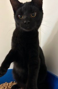 LUNAR - Domestic Medium Hair available for adoption