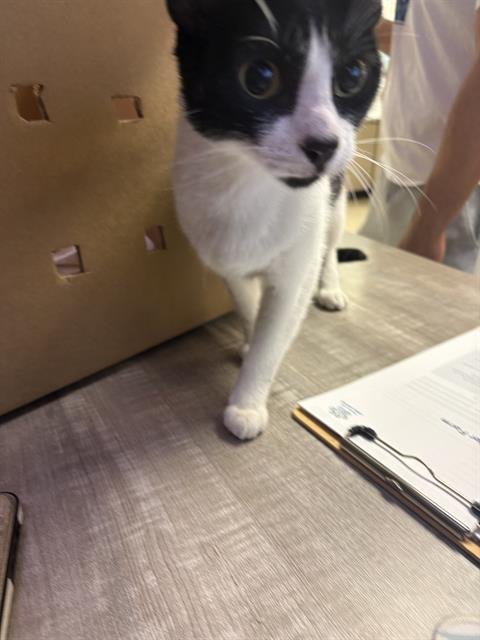PAPACITO - Domestic Short Hair for adoption in Sugar Land