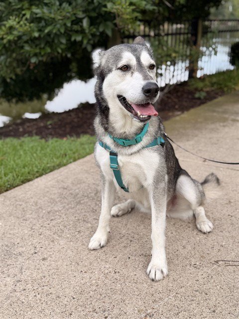 CELESTE - Siberian Husky available for adoption