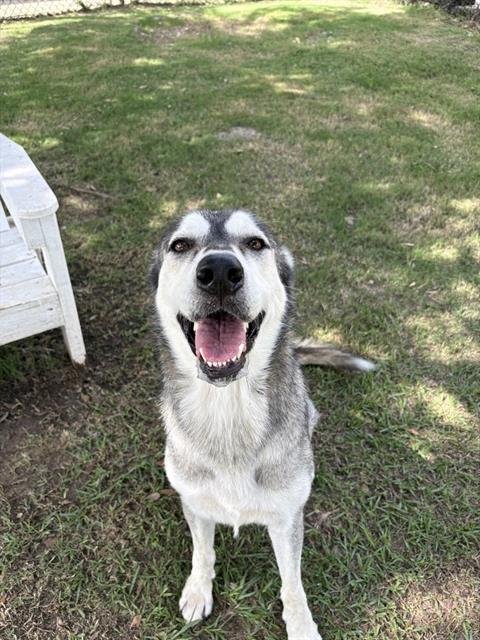 CELESTE - Siberian Husky for adoption in Sugar Land