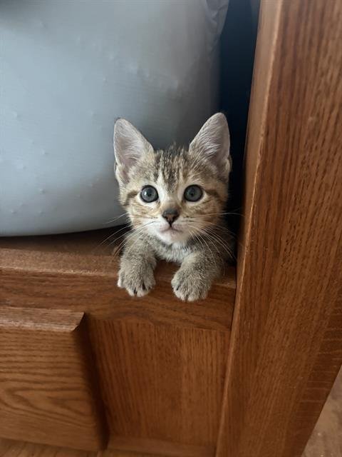 PRINCESS DONUT - Domestic Short Hair for adoption in Sugar Land