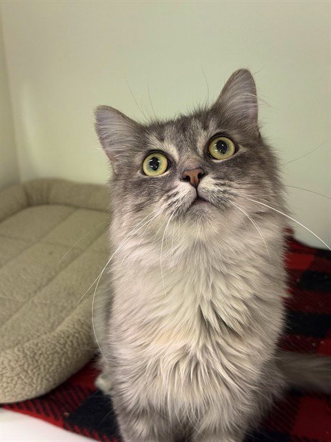 STARFIRE - Domestic Long Hair available for adoption