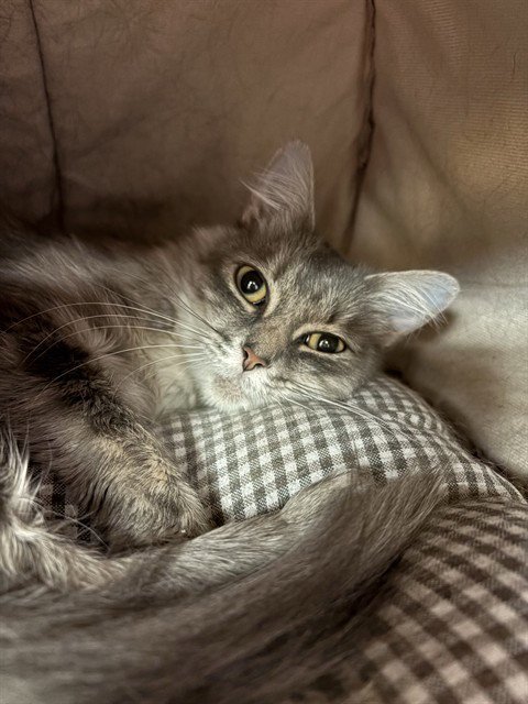 STARFIRE - Domestic Long Hair for adoption in Sugar Land