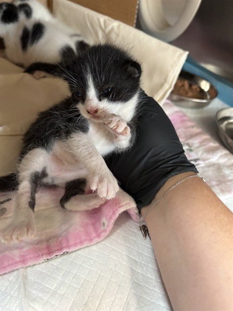 ELIJAH MIKAELSON - Domestic Medium Hair available for adoption