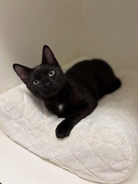 FREDDIE PURRCURY - Domestic Short Hair available for adoption