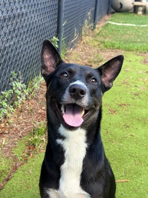 LANDON - Labrador Retriever for adoption in Sugar Land