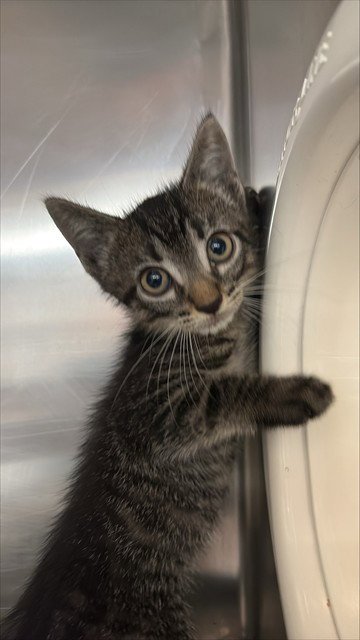 MATEO - Domestic Short Hair available for adoption