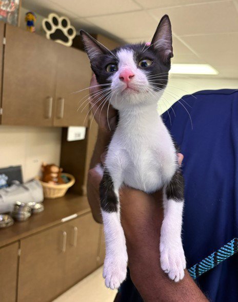 DOMINO - Domestic Short Hair for adoption in Sugar Land