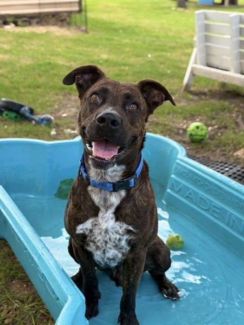 *DONKEY - Staffordshire Bull Terrier available for adoption