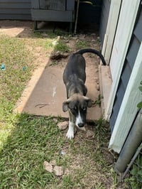 OREO - Photo 1