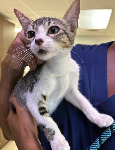 PEBBLE - Domestic Short Hair for adoption in Sugar Land