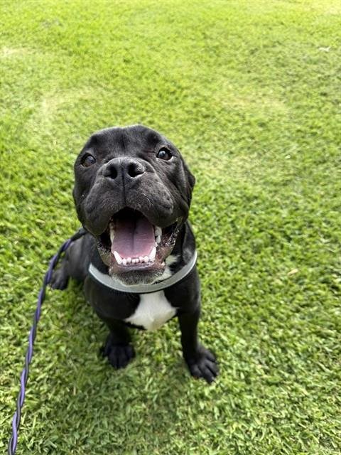 DIESEL - Boxer for adoption in Sugar Land
