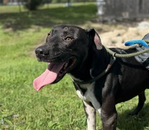 ROB - Pit Bull Terrier for adoption in Sugar Land