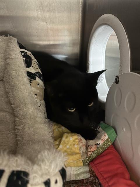 *JETT - Domestic Short Hair for adoption in Sugar Land