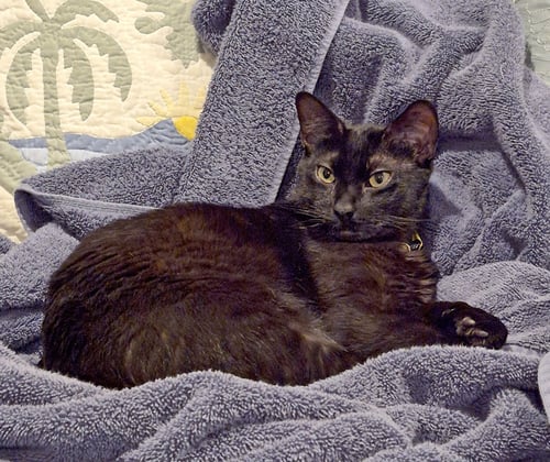 AMARILLO - Bombay / Domestic Short Hair available for adoption