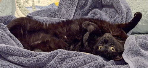 AMARILLO - Bombay / Domestic Short Hair available for adoption