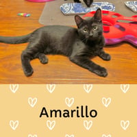 Amarillo - Photo 8