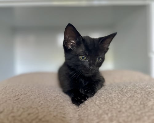 SUSU - Bombay / Domestic Short Hair available for adoption