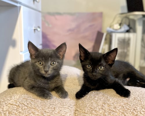 SUSU - Bombay / Domestic Short Hair available for adoption