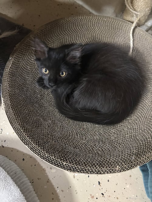 LOGAN - Bombay / Domestic Medium Hair available for adoption