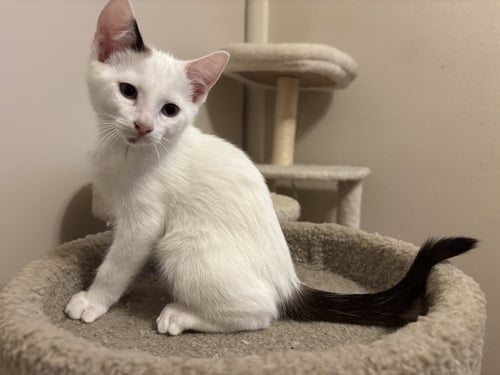 SCOOTS - Turkish Van / Domestic Short Hair available for adoption