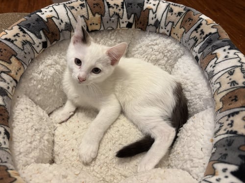 SCOOTS - Turkish Van / Domestic Short Hair available for adoption