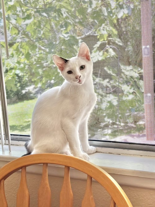 SCOOTS - Turkish Van / Domestic Short Hair available for adoption