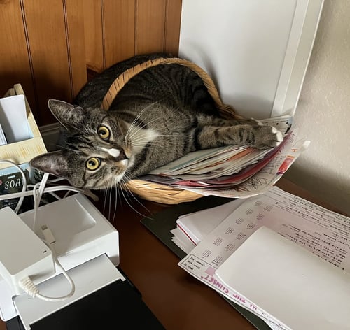 JOSIE - Tabby / Domestic Short Hair available for adoption