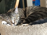 Josie - Photo 8