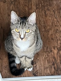 Josie - Photo 3