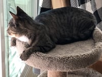Josie - Photo 10