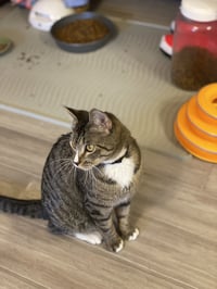 Josie - Photo 6