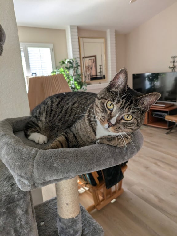 Josie Image