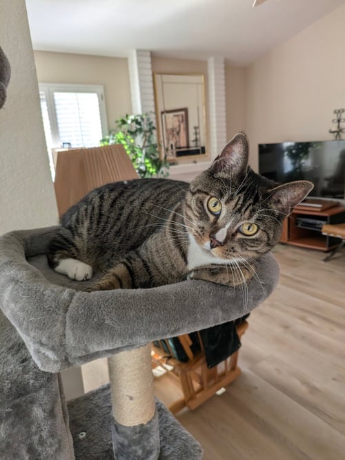 JOSIE - Tabby / Domestic Short Hair available for adoption