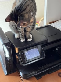 Josie - Photo 11