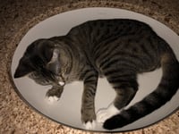 Josie - Photo 9