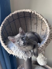 Rocky E - Photo 2