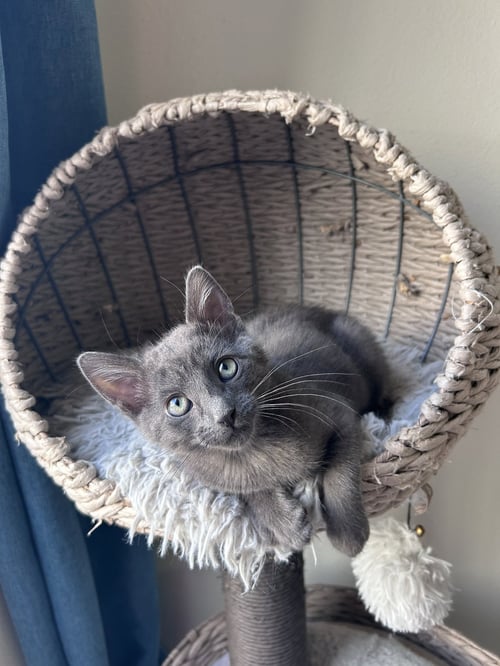 ROCKY E - Russian Blue / Tabby available for adoption
