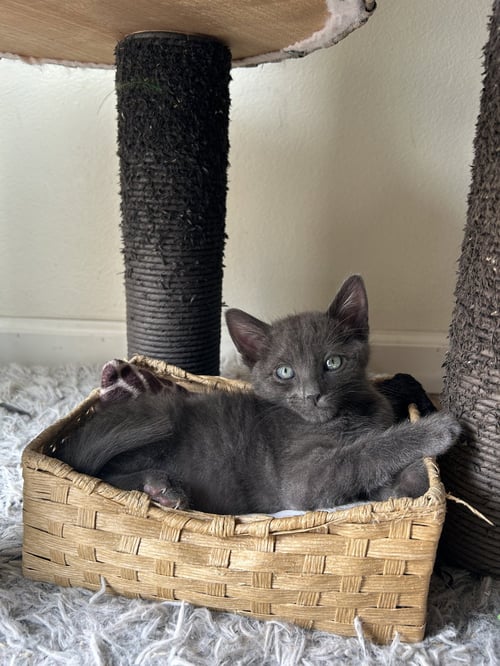 ROCKY E - Russian Blue / Tabby available for adoption