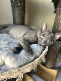 Rocky E - Photo 2